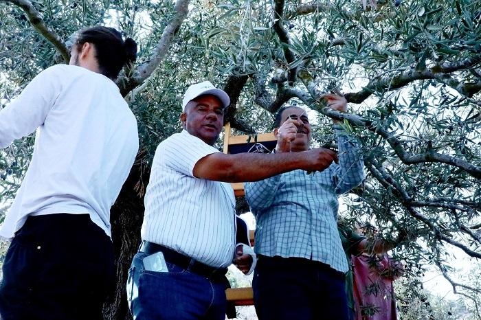 CP Israel - election campaign olive harvest